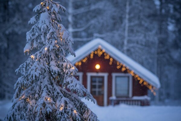 New Year s mood in the winter forest