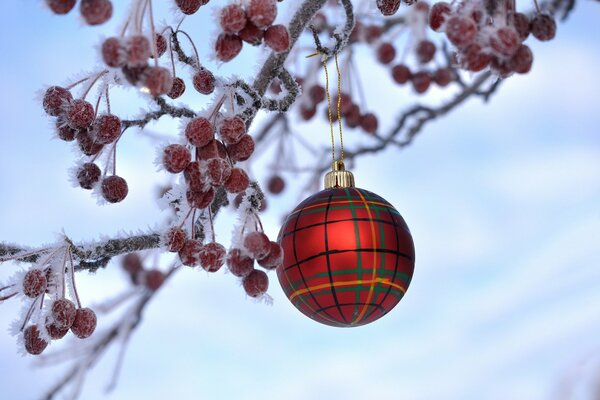 Frostige Eberesche und Weihnachtskugel