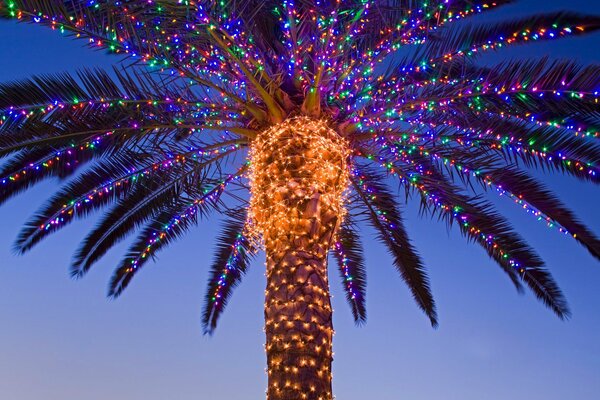 Palma de Navidad en California