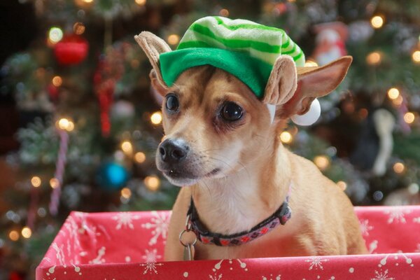 Petit chien dans un chapeau vert