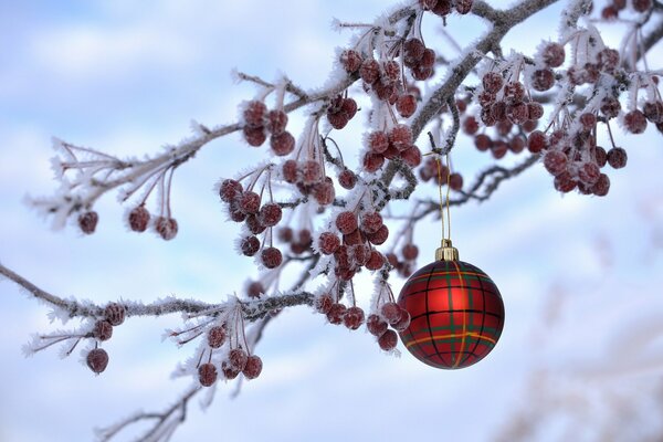 New Year photo of a rowan branch with a Christmas tree toy