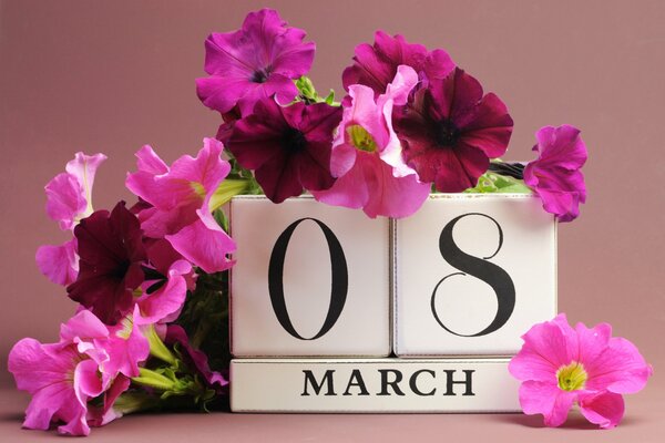 Petunie rosa per l 8 marzo congratulazioni