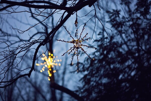 New Year s star in the forest