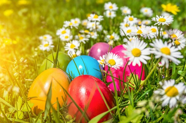 Oeufs de Pâques multicolores se trouvent dans des marguerites