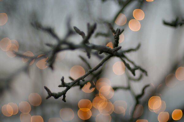 Luci lontane dietro gli alberi a Natale