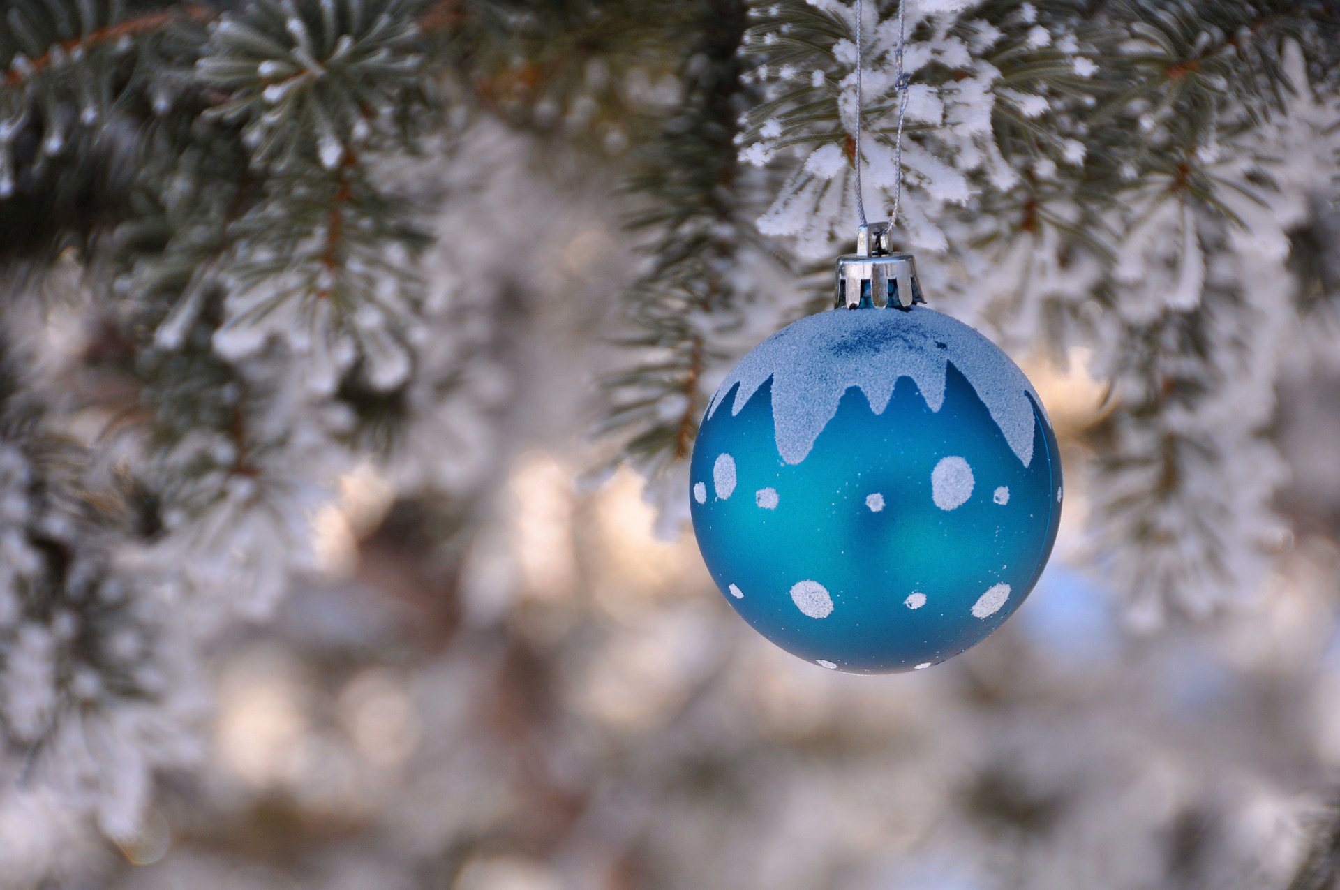 tanne winter kugel dekoration weihnachtsbaum neujahr weihnachten