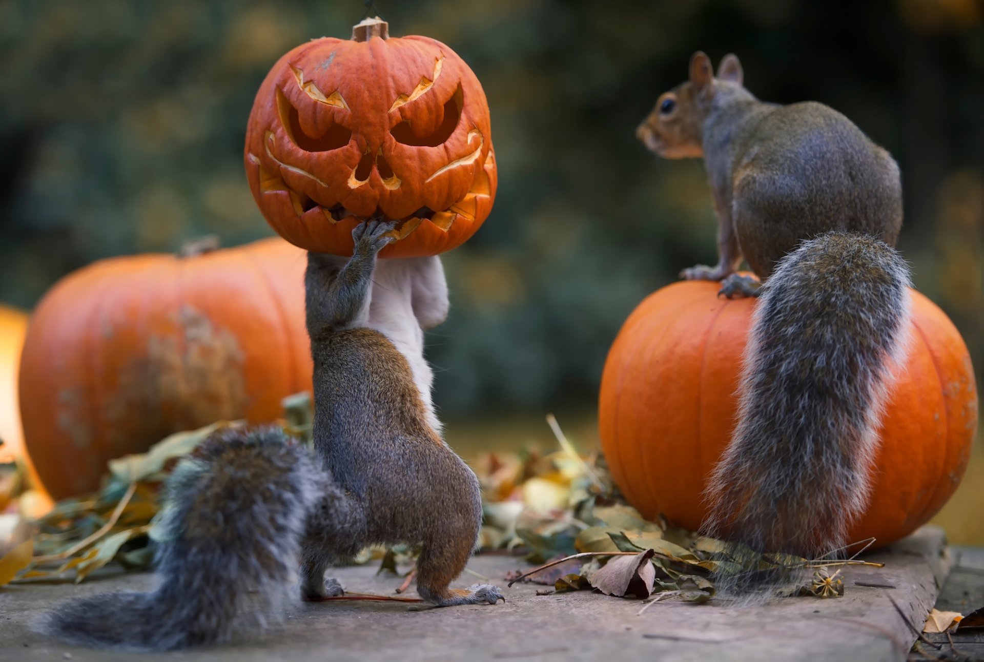 halloween eichhörnchen kürbisse mühen