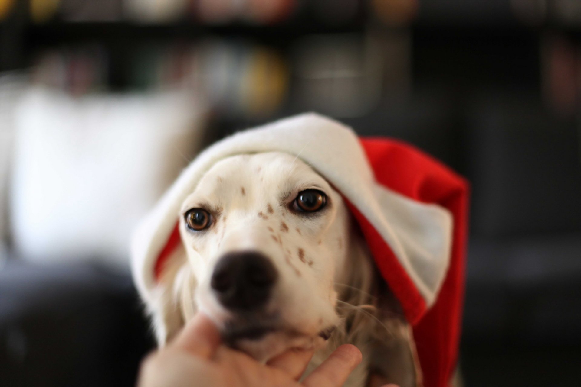 hund blick freund