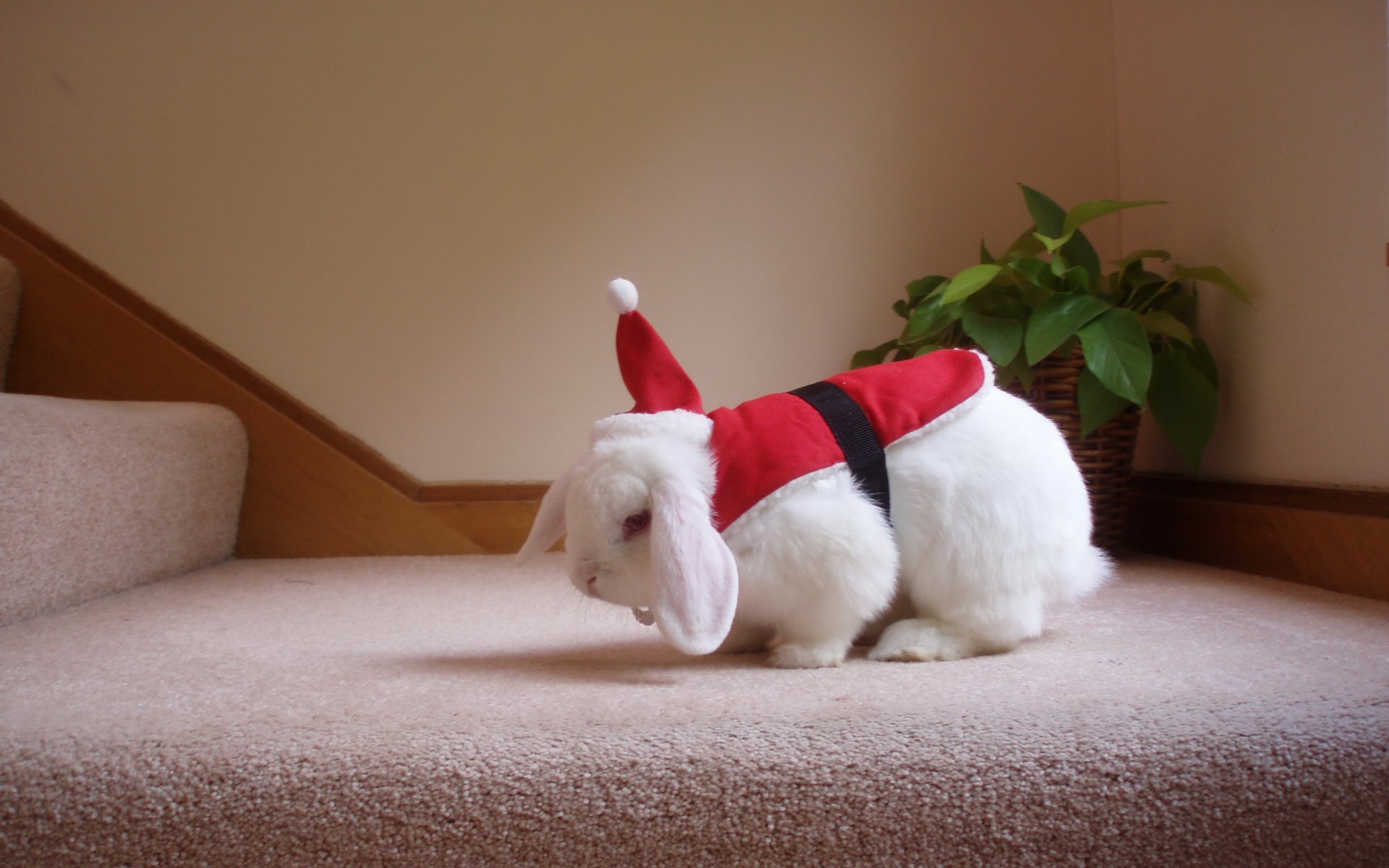 großvater bunny urlaub hintergrund