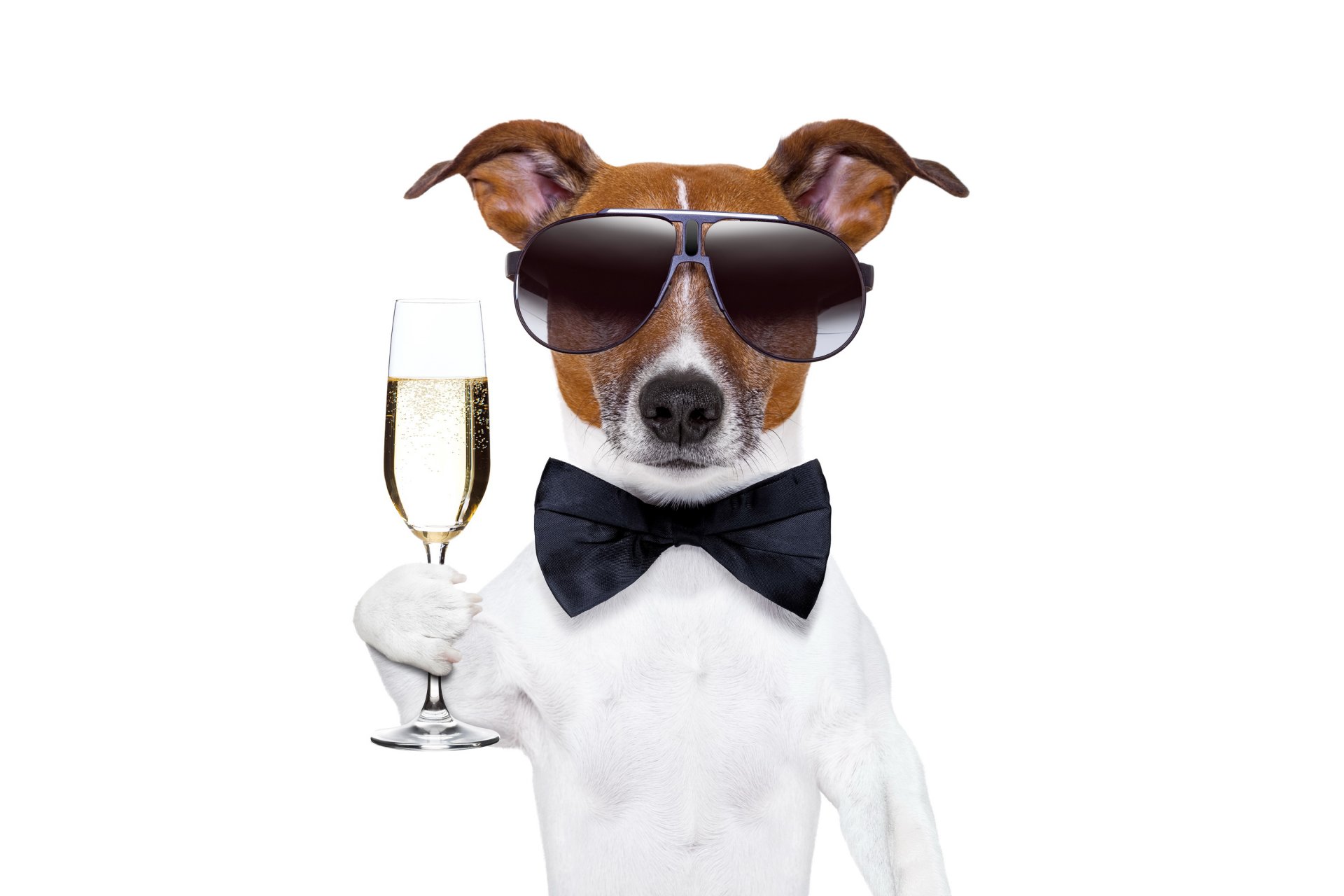 heureux nouvel an champagne chien verre à vin lunettes