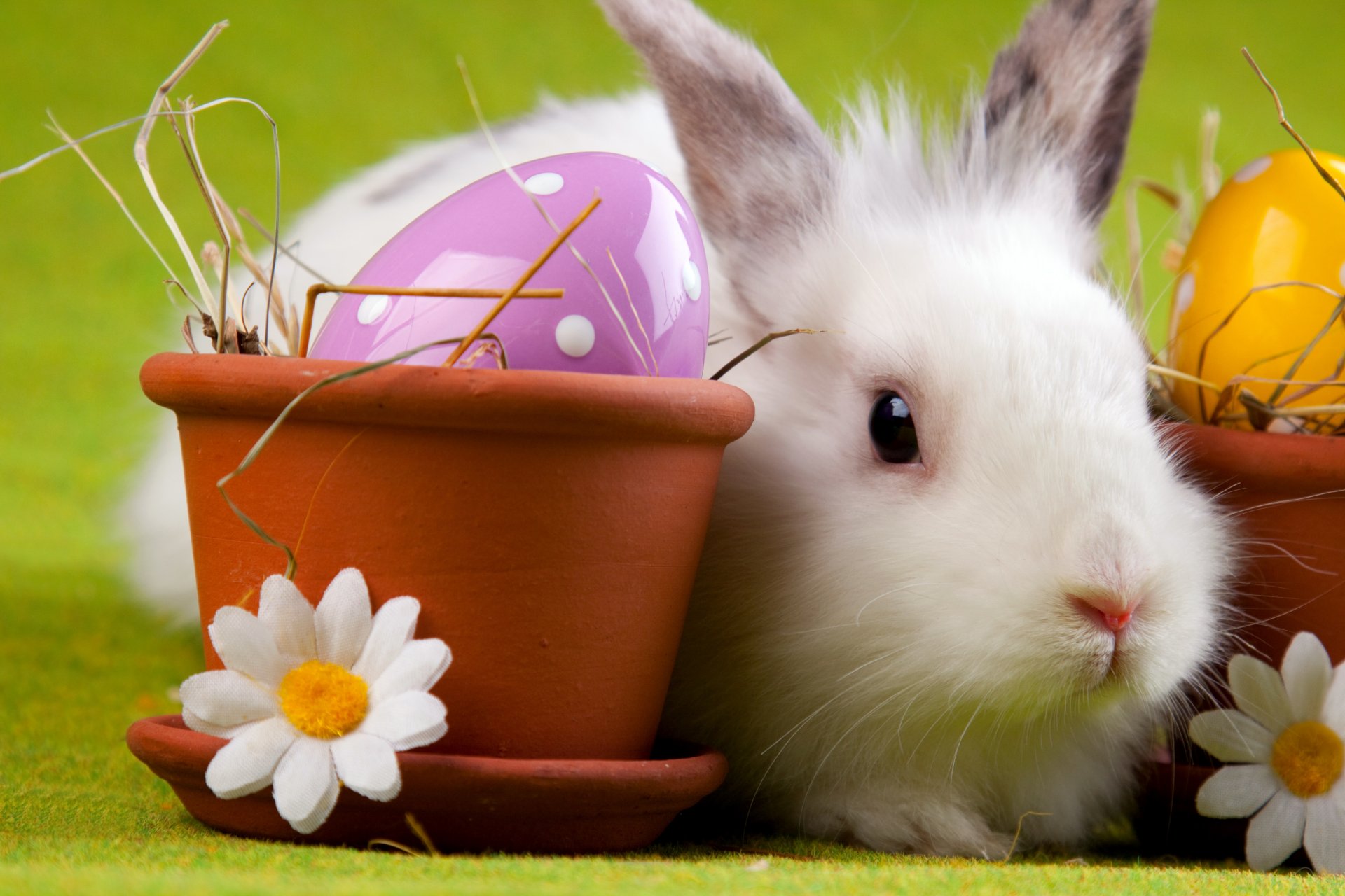 lapin pâques oeuf camomille pot