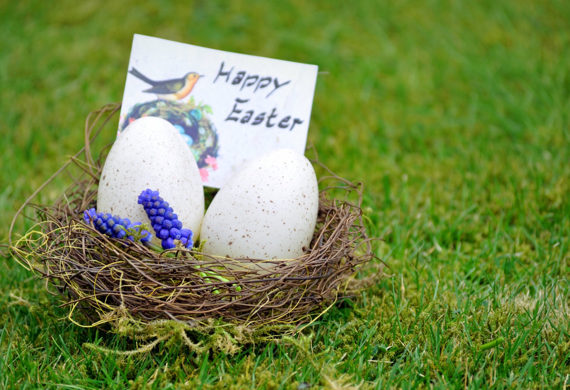 nest gras blumen ostern ei