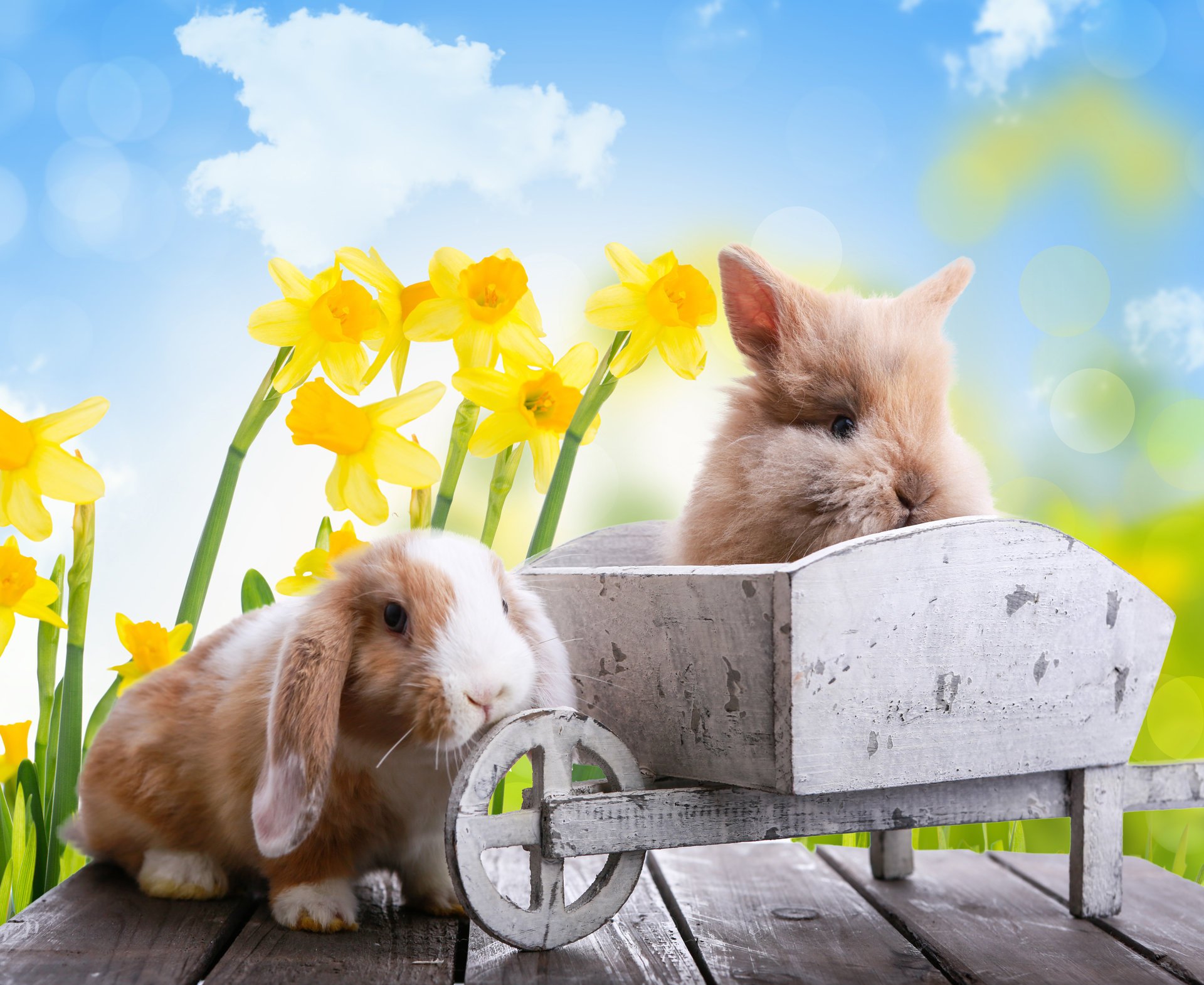 vacaciones pascua primavera naturaleza tablas flores narcisos carro conejos animales cielo nubes