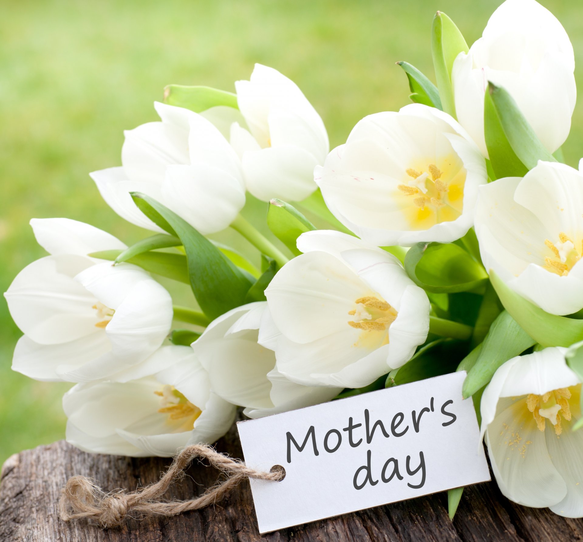 vacances fleurs tulipes blanches carte postale
