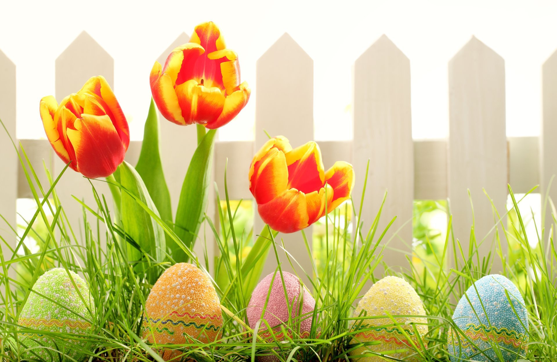 vacances pâques printemps nature herbe fleurs tulipes clôture oeufs