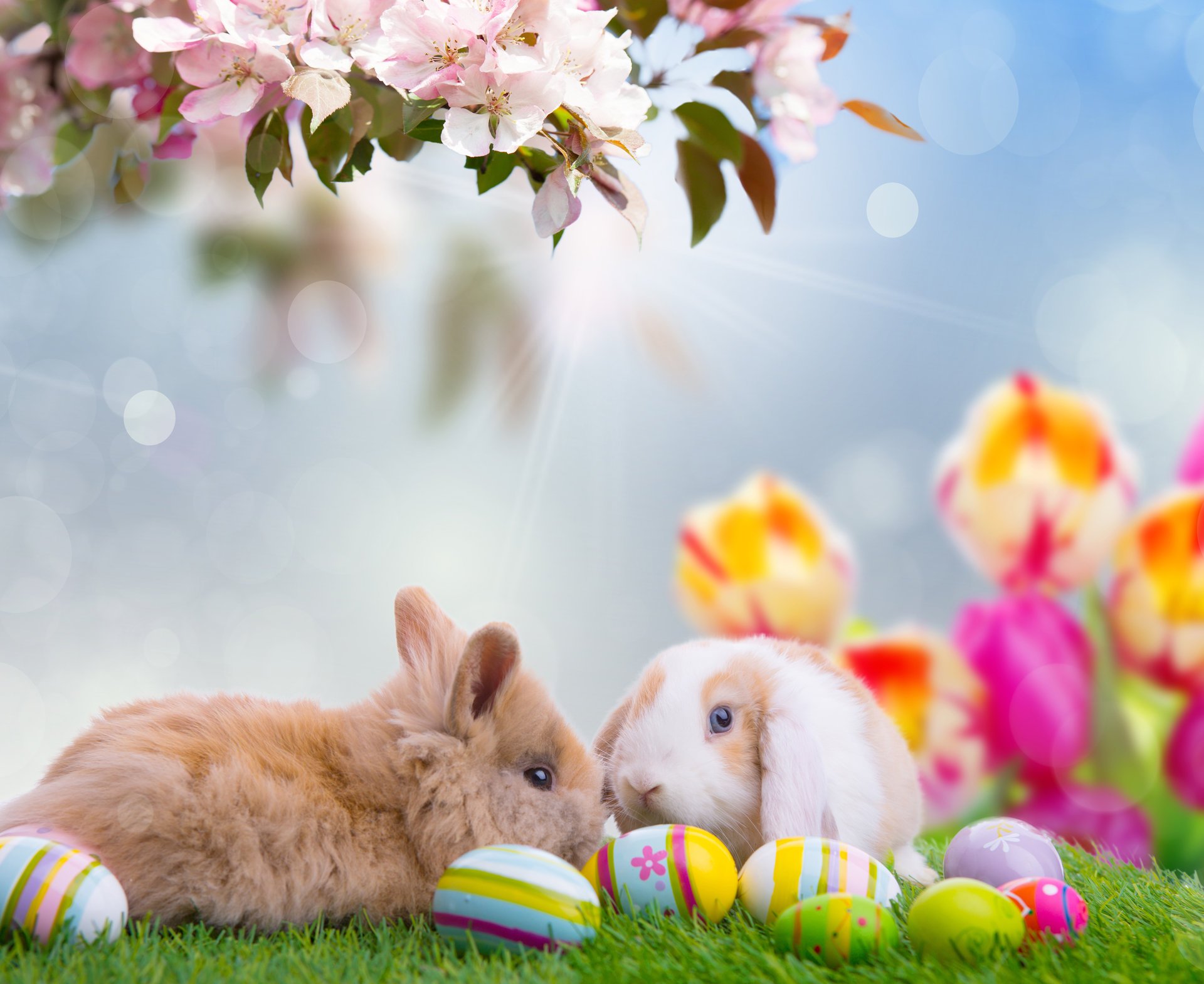 vacances pâques printemps nature fleurs tulipes branche oeufs lapins animaux ciel bokeh rayons