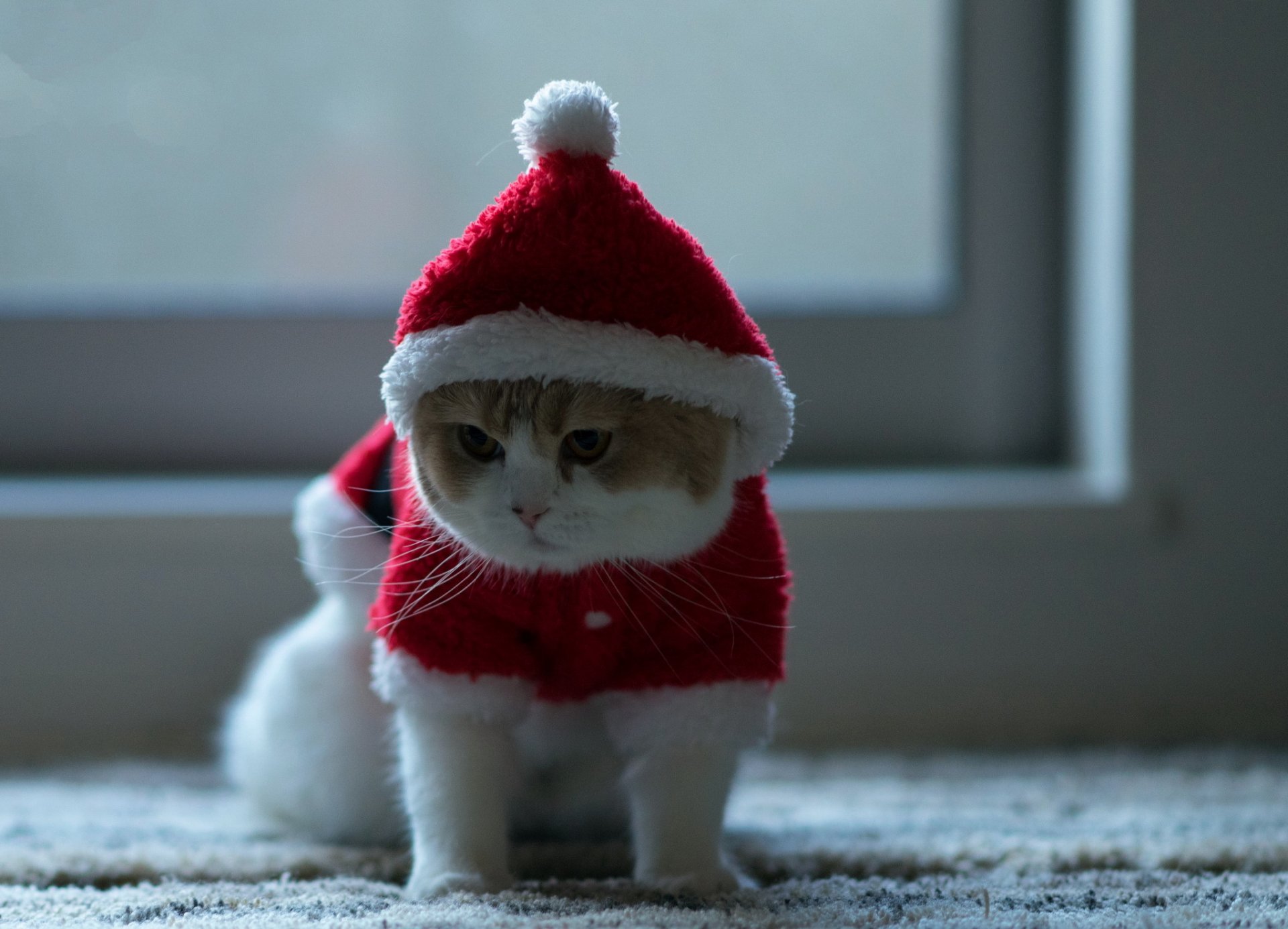 chat vue fond