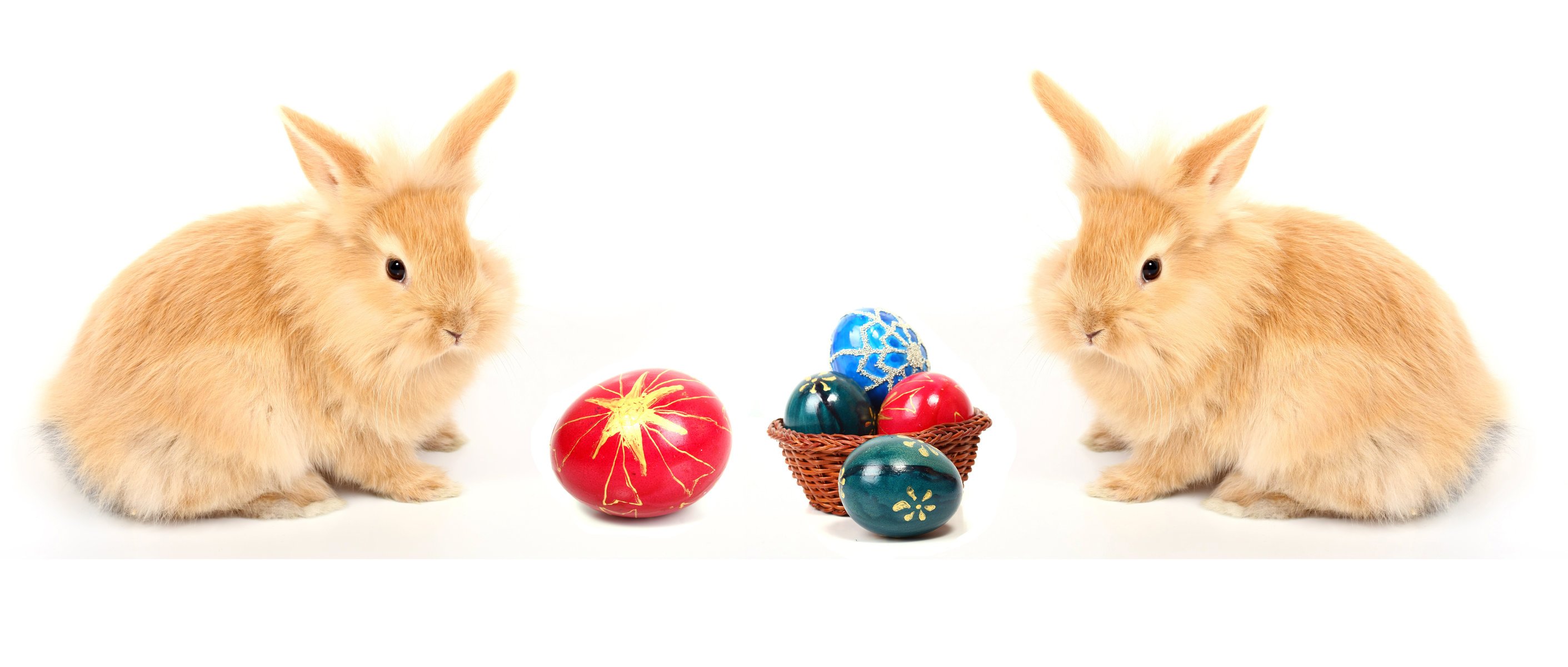 conigli pasqua uovo coppia