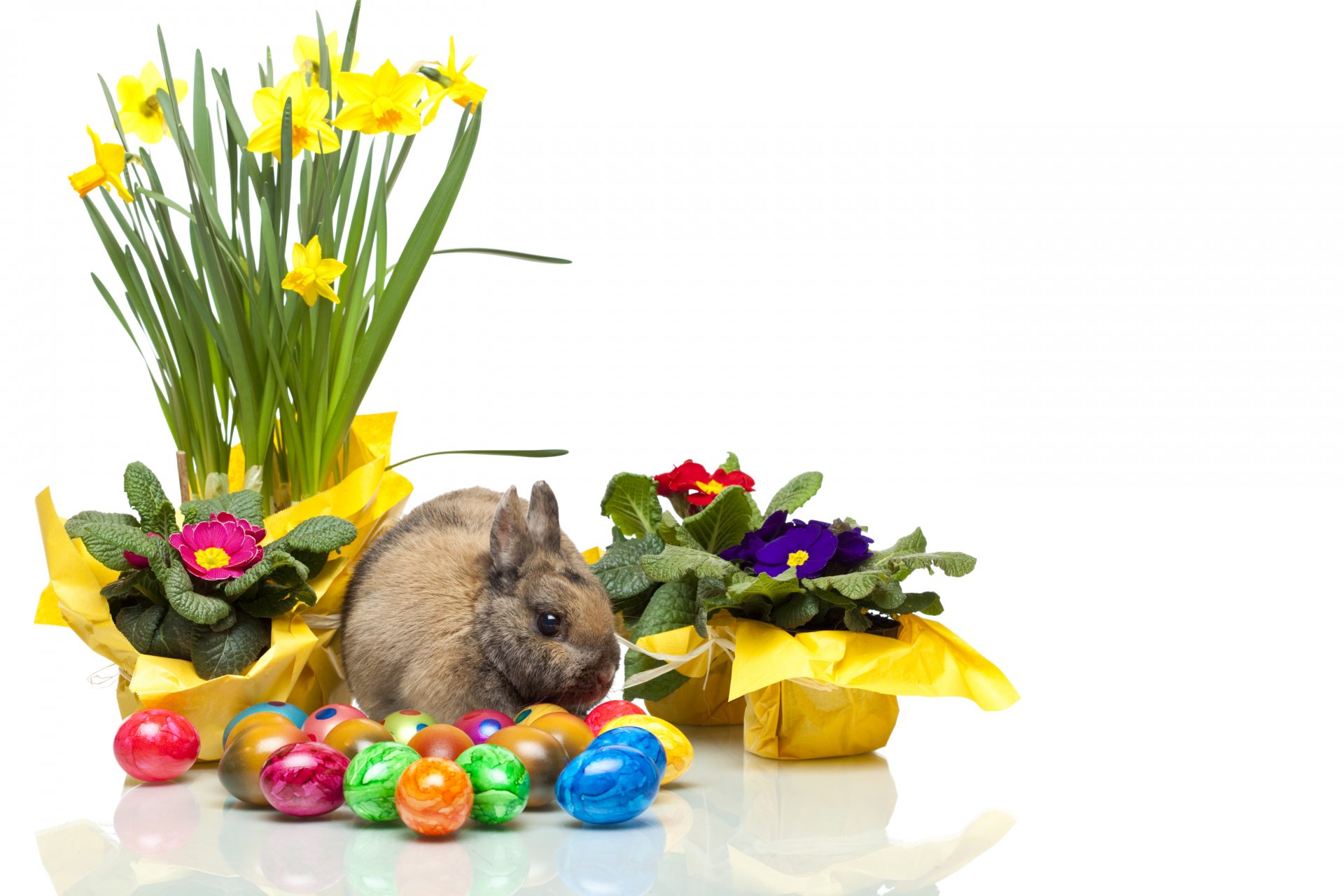 kaninchen ostern ei blumen narzisse