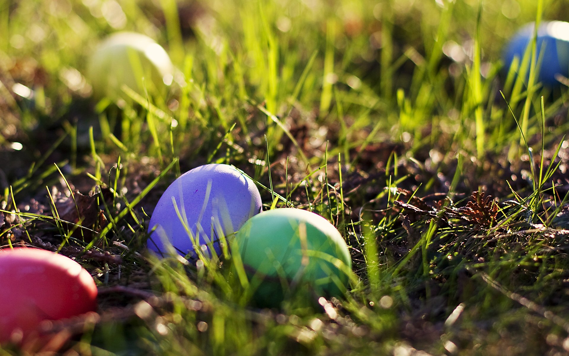 pasqua primavera uova colorate erba primavera multicolore verde