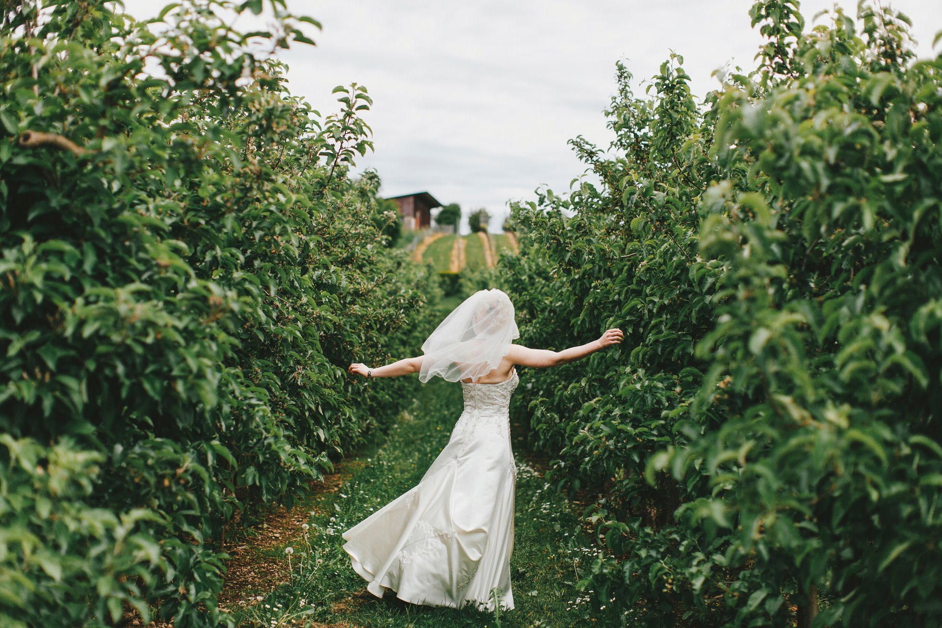 apfelbäume braut hochzeit gasse freude