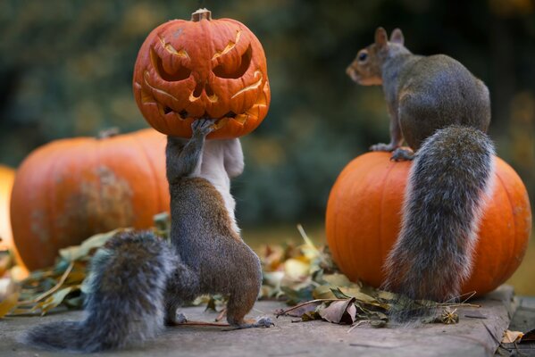 Las ardillas prueban calabazas en Halloween