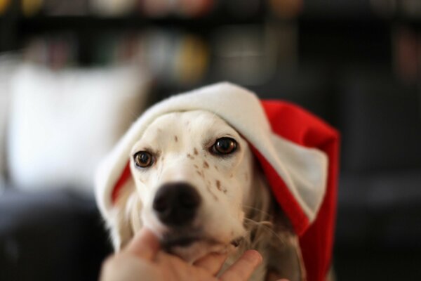 Sad dog in a red and white hat
