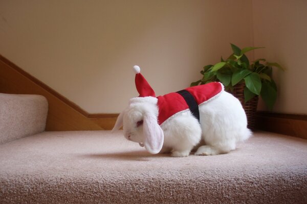 Lapin habillé à Santa Cruz