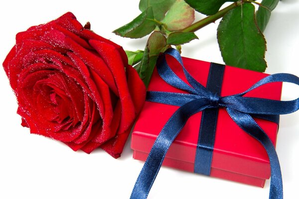 Regalo di festa. Scatola rossa con nastro blu legato in un fiocco. Rosa rossa