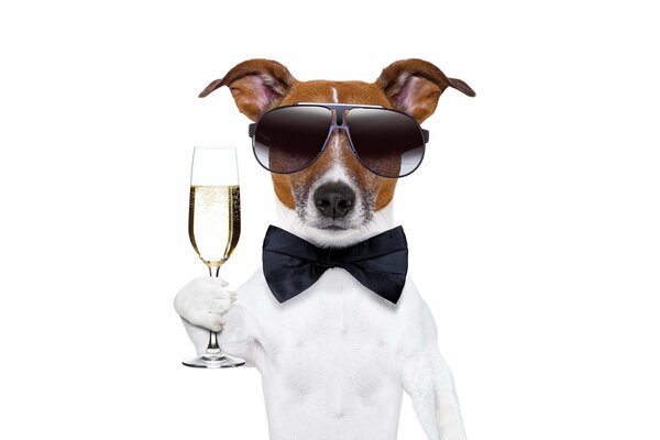 Chien dans des lunettes de soleil et avec un papillon tenant un verre de champagne