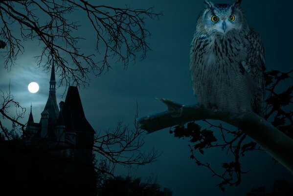 Hibou sur une branche d arbre sur fond de pleine lune