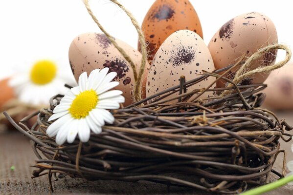 Ostern Dekor, Eier liegen im Nest mit niedlichen Gänseblümchen