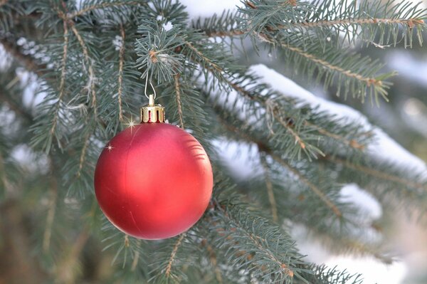 Branche d épinette avec boule rouge