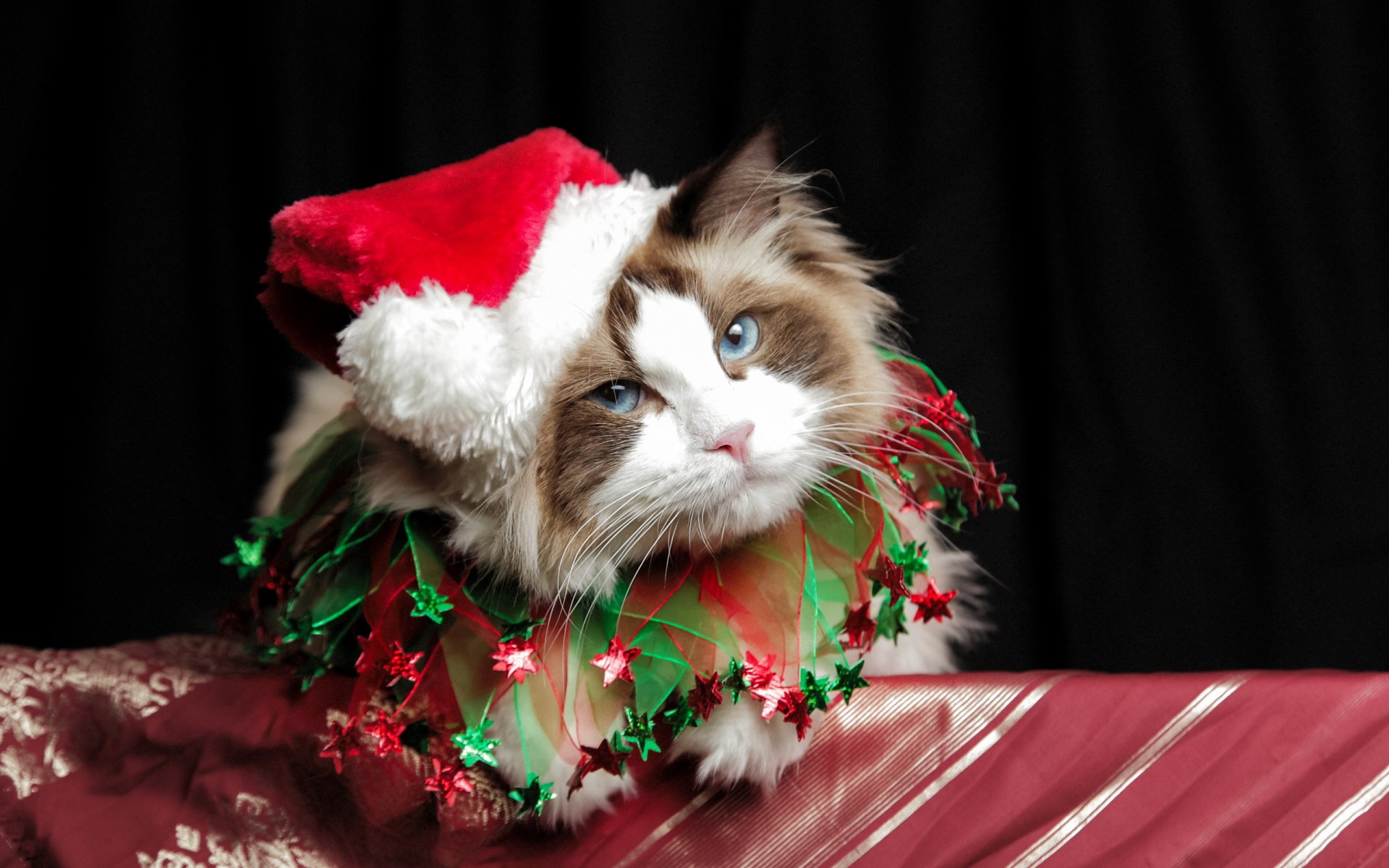 chat costume noël