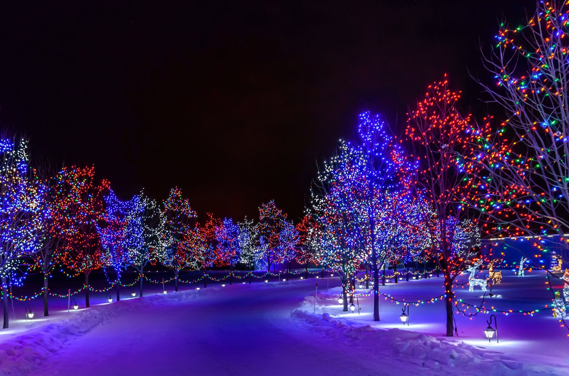 town night park road tree illumination snow winter holiday new year