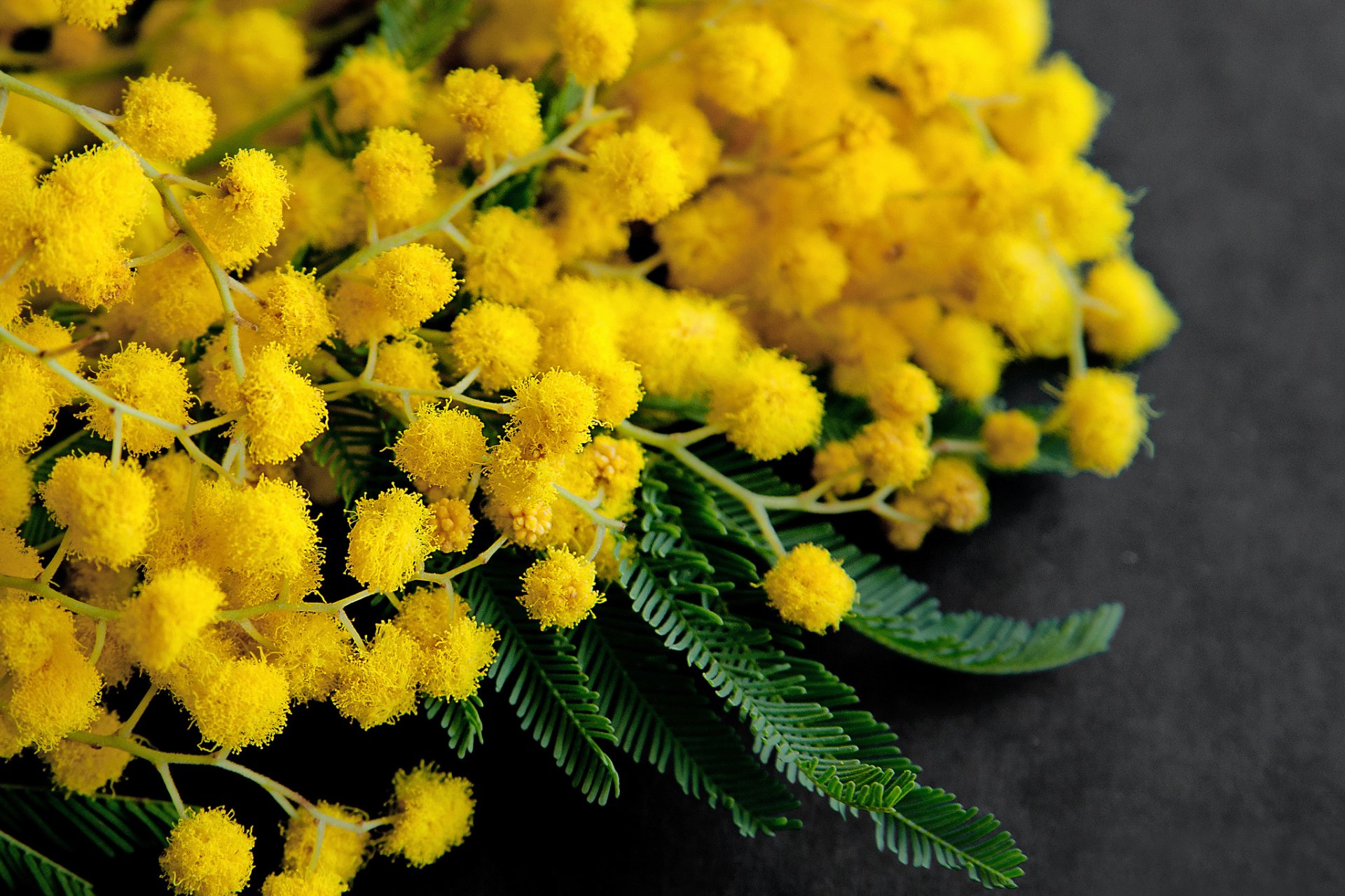 mimosa spring bouquet march 8 all the girl