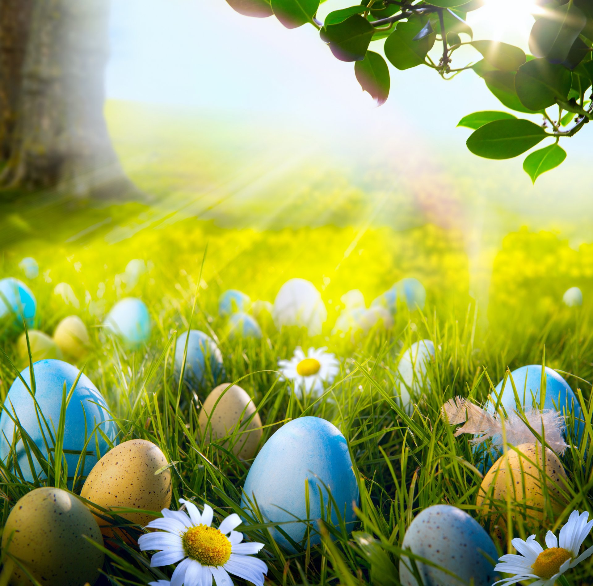 easter spring sun meadow grass flowers eggs daisies forest spring light