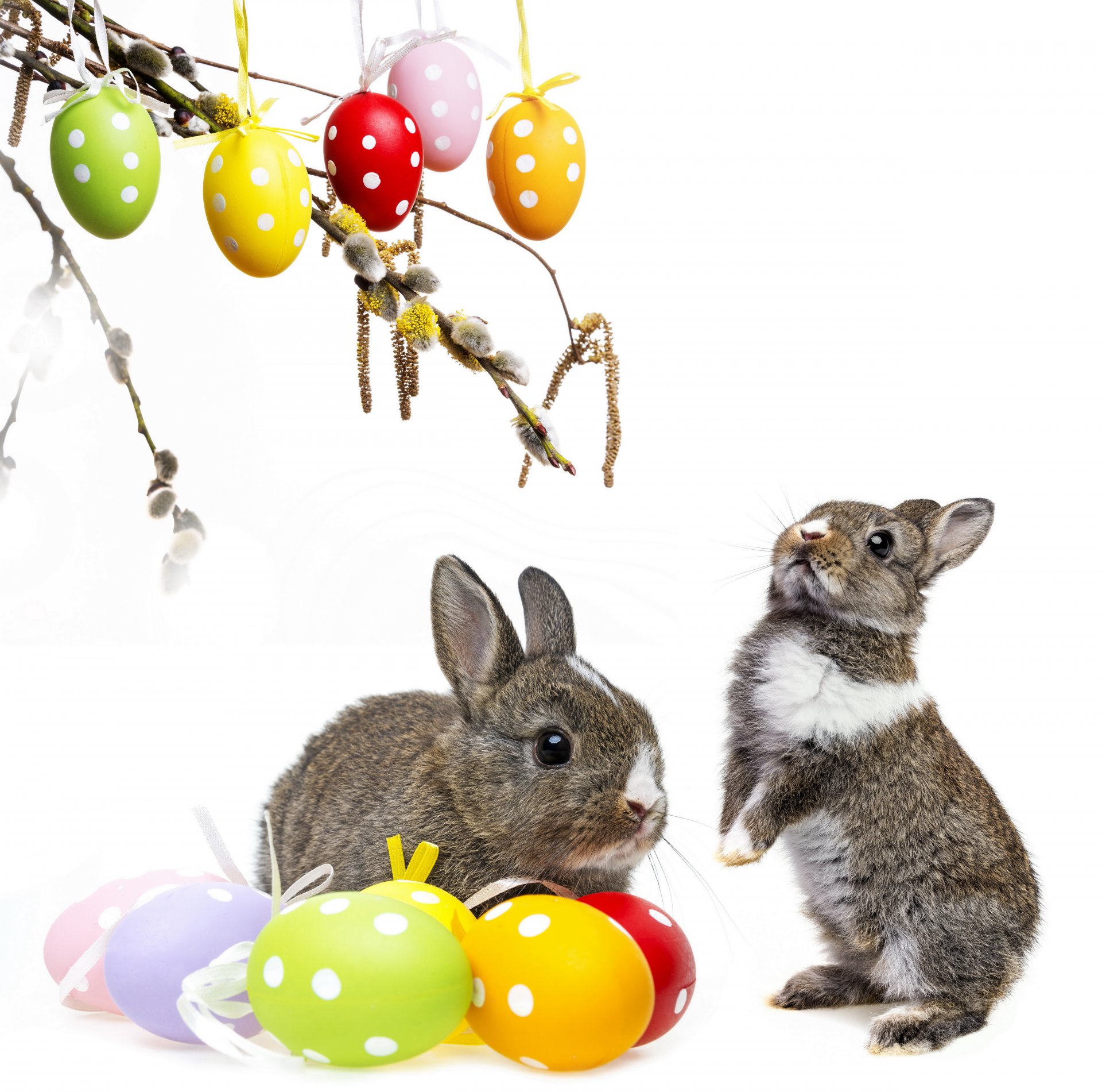 pasqua coniglio primavera decorazione salice asta fiori uova colorato conigli primavera salice pasqua uova dipinte cesto rami