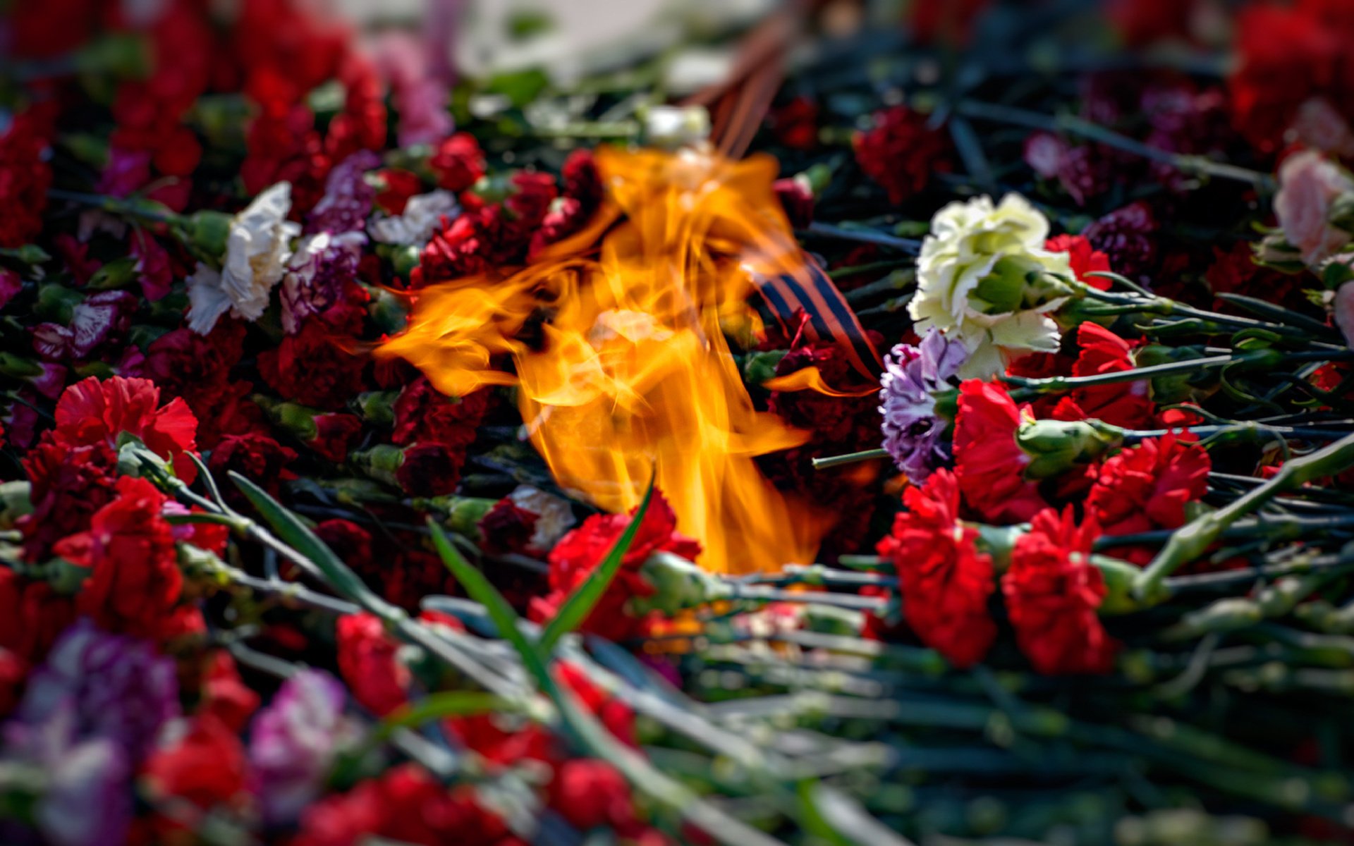 may 9 memory flame fire carnations laying ribbon