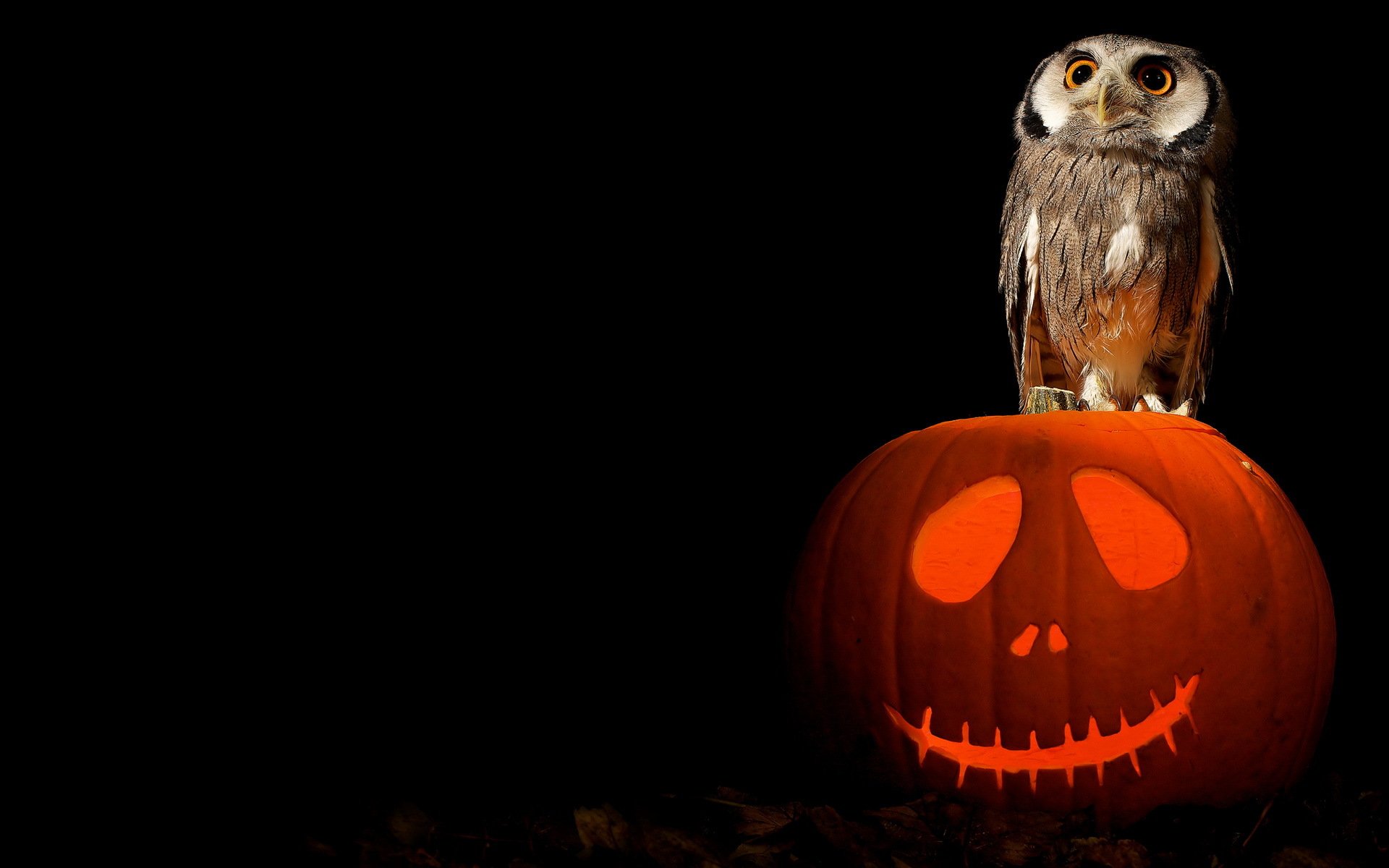 halloween pumpkin art owl