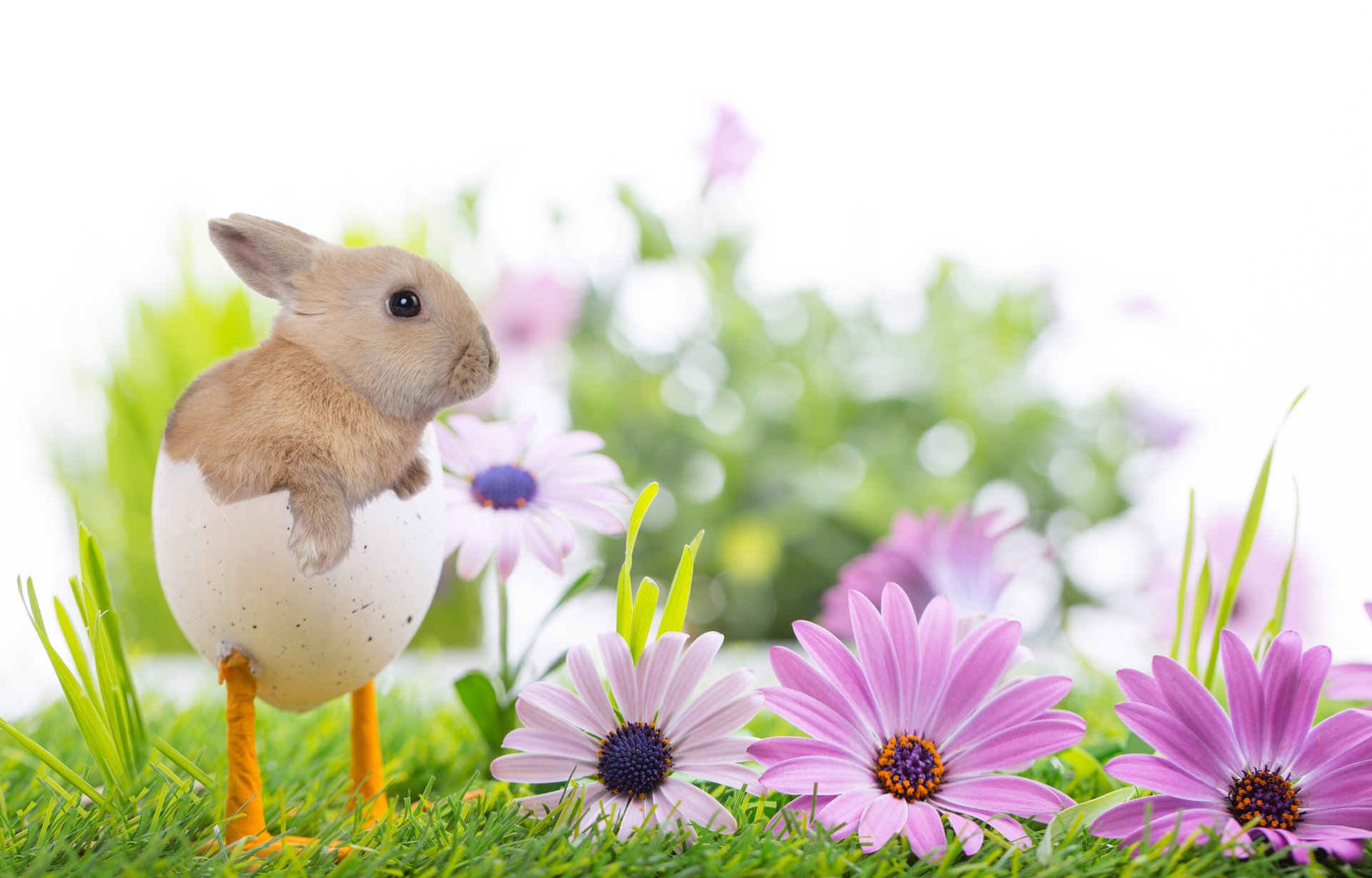 vacaciones pascua primavera naturaleza hierba flores conejo cáscara pies