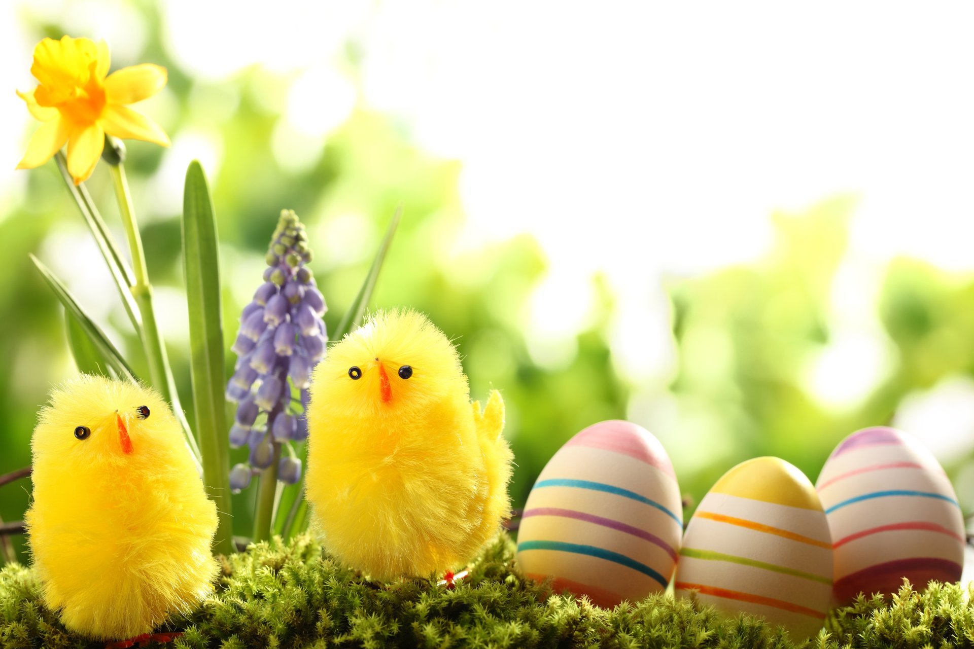 feiertag ostern frühling natur gras blumen narzisse hyazinthe eier hühner