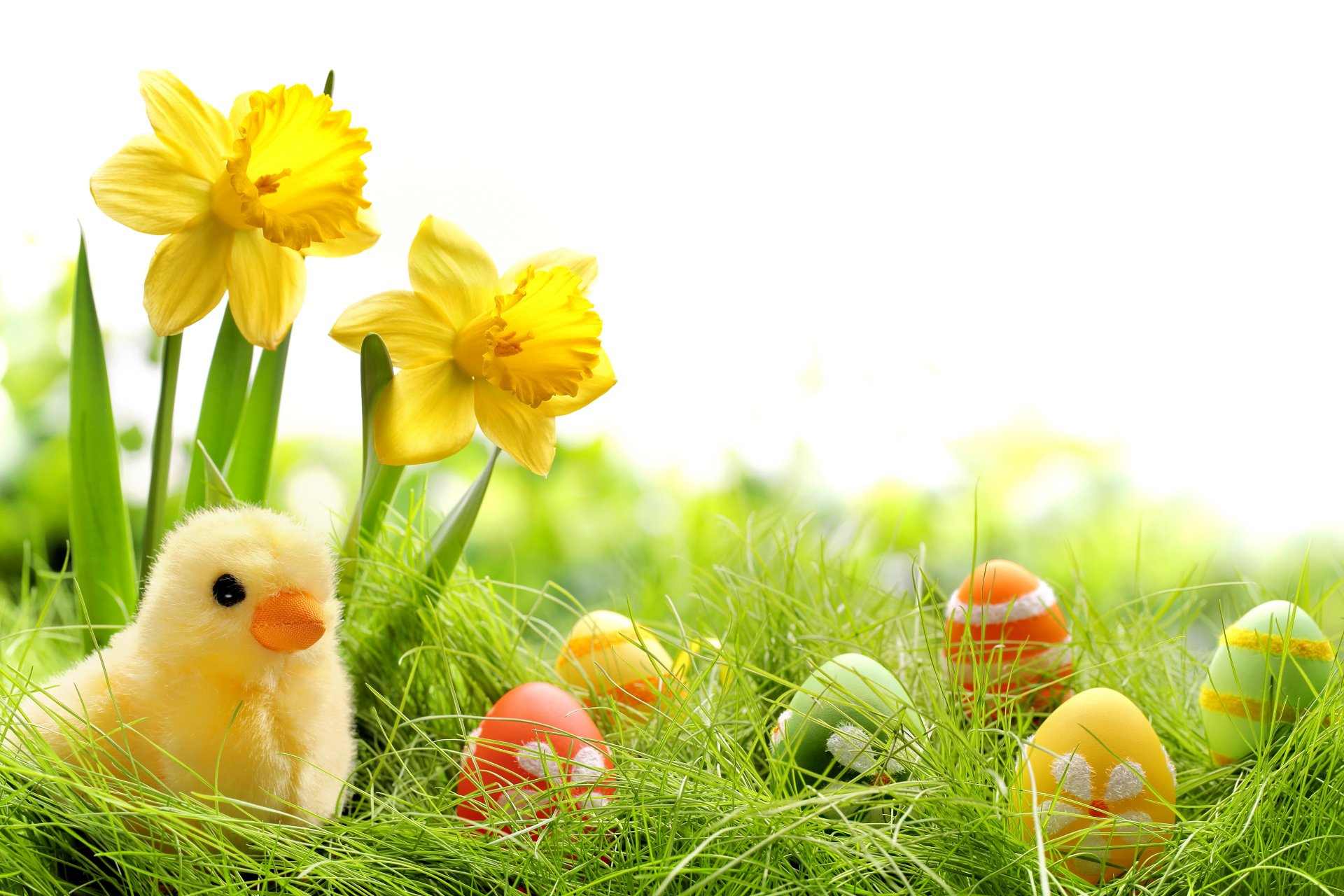 easter spring flowers eggs colorful daffodils grass springer spring dyed