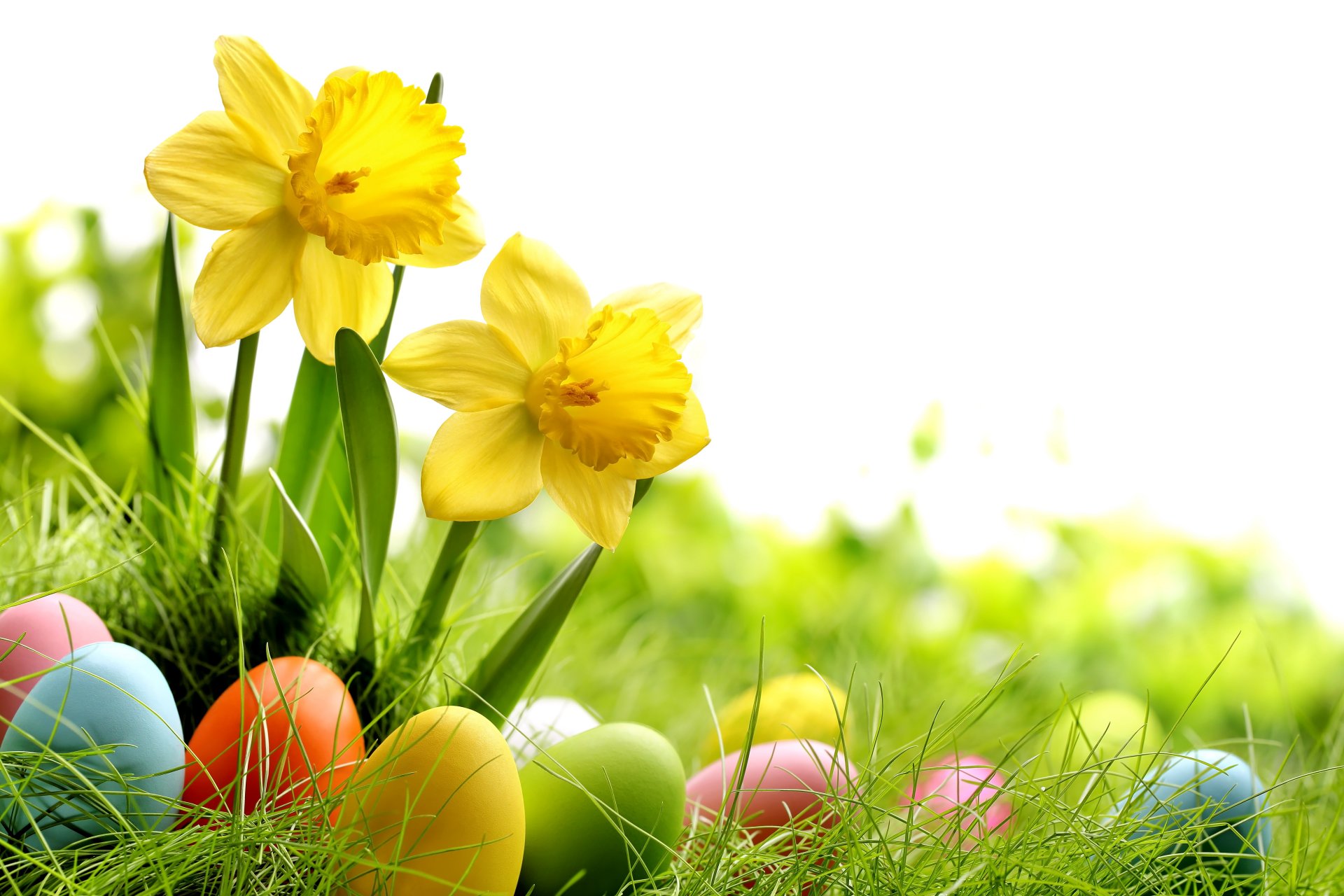 pasqua primavera sole prato erba fiori uova narcisi primavera