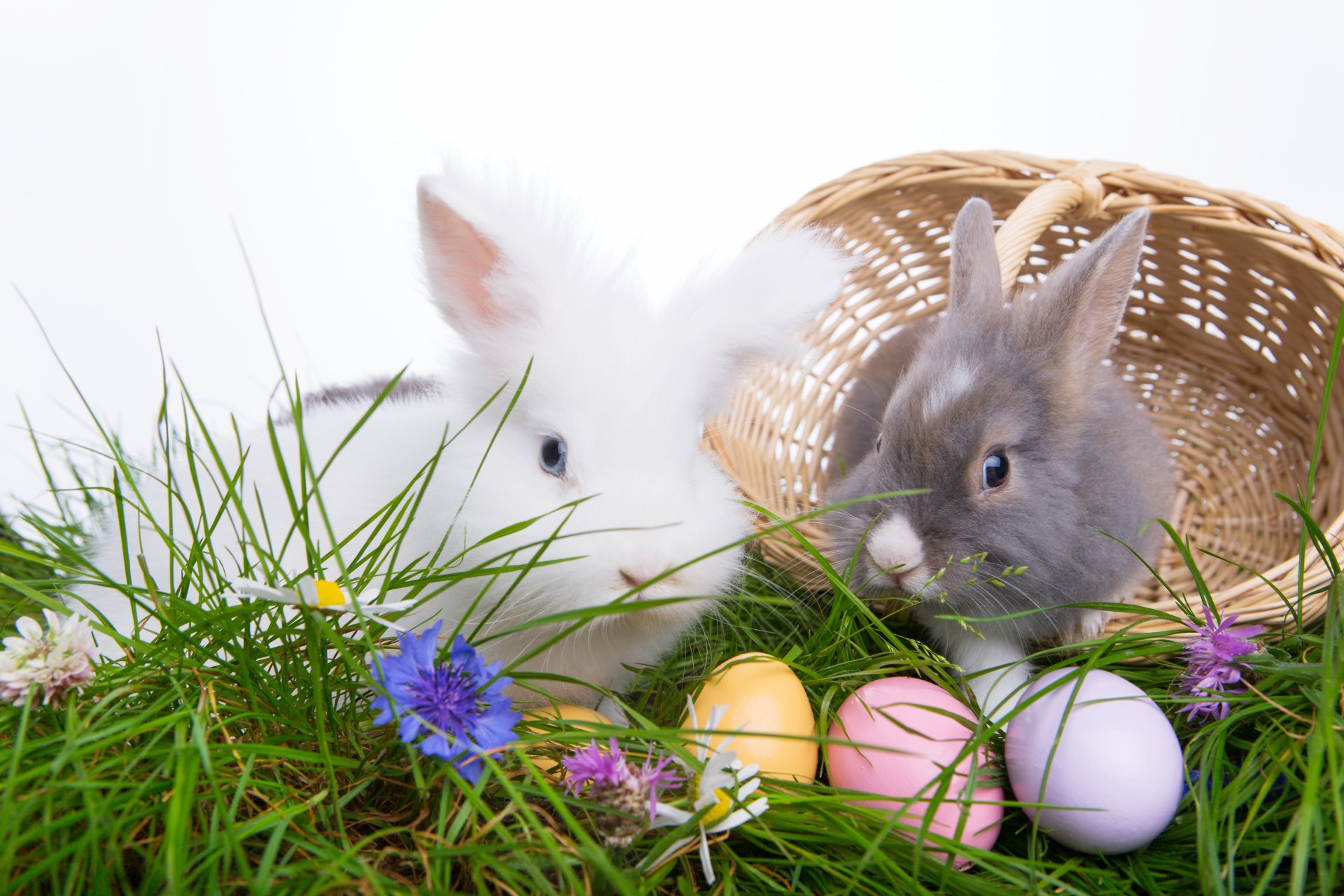 pâques oeufs oeufs de pâques pâques