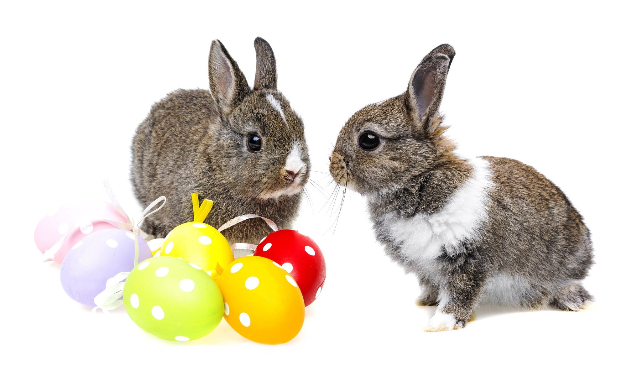 ostern kaninchen eier bunt ostern gefärbte eier