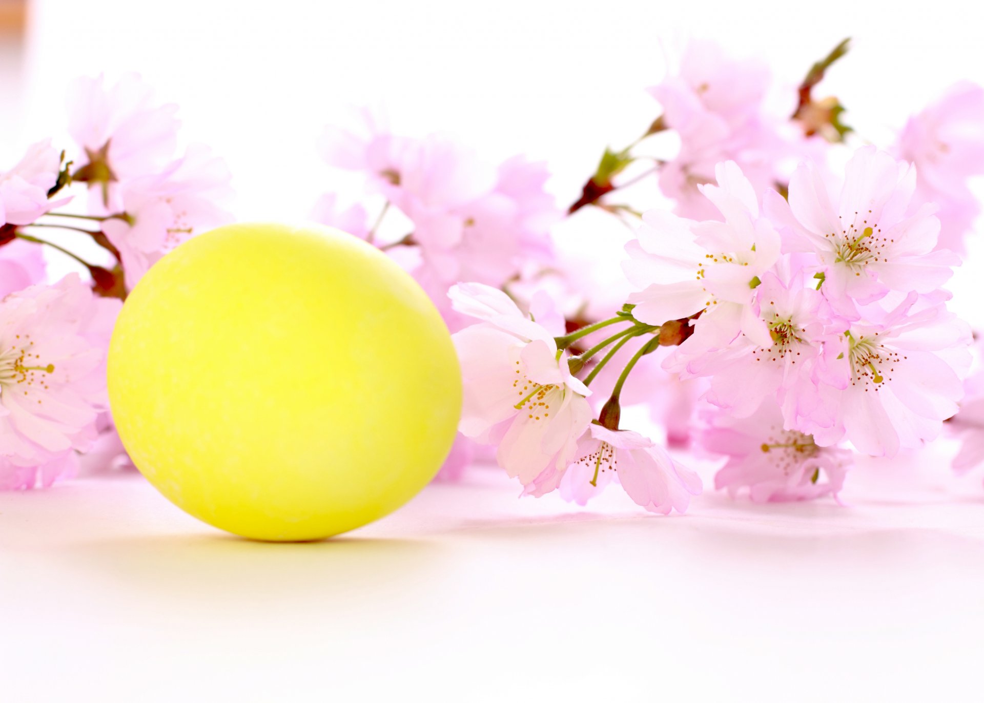 vacances pâques branche de cerise fleurs oeuf jaune