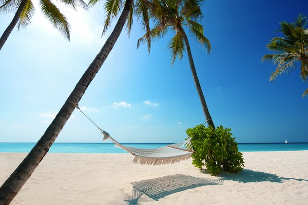 Paradise - white sand, palm trees and the sea