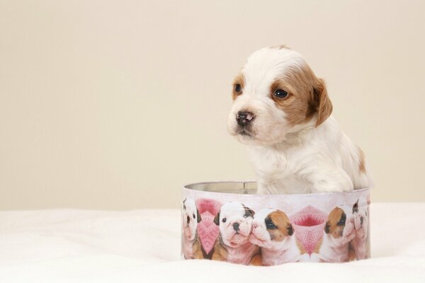 A little puppy in a round gift box