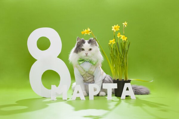 A cat congratulates on a holiday on a green background with daffodils